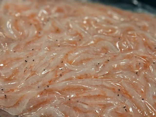 富山より白えび入荷です
唐揚げやパスタ、チャーハンなど美味しいですよ！

 #滋賀 #大津 #ビワマス #ランチ #ビワマス丼 #昼飲み #海鮮 #真野 #堅田 #居酒屋 #日本酒 #産直鮮魚 #日本酒好きと繋がりたい #宴会 #貸し切りOK #滋賀グルメ #大津グルメ #隠れ家居酒屋 #堅田グルメ #和食 #いよもんで美味しい魚と日本酒 #海鮮丼 #レストラン #白えび