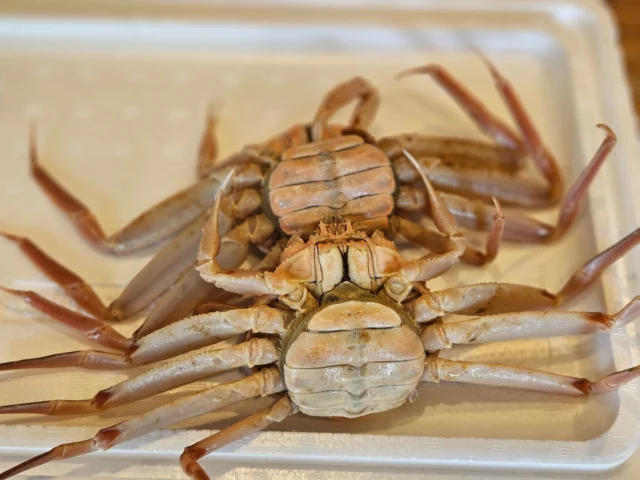 セコガニの季節ですね
当店は主に浜坂、越前、津居山、金沢から入荷します！予約になりますが是非！

 #滋賀 #大津 #ビワマス #テイクアウト #お弁当 #ランチ #ビワマス丼 #昼飲み #海鮮 #真野 #堅田 #居酒屋 #日本酒 #産直鮮魚 #日本酒好きと繋がりたい #宴会 #貸し切りOK #大津グルメ #滋賀グルメ #隠れ家居酒屋 #堅田グルメ #和食 #いよもんで美味しい魚と日本酒 #レストラン #セコガニ #コッペガニ #香箱カニ